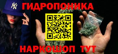 шишки Кингисепп